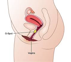 Anatomy vagina G-spot